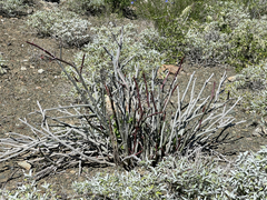 Euphorbia lomelii