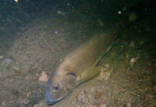 White Grunt