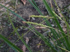 Carex longebrachiata
