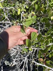 Gossypium davidsonii