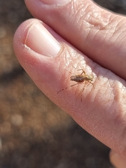 Aedes vittiger