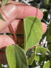 Gossypium davidsonii