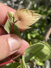 Gossypium davidsonii