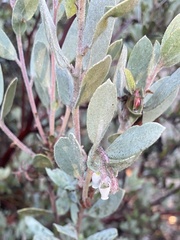 Arctostaphylos silvicola