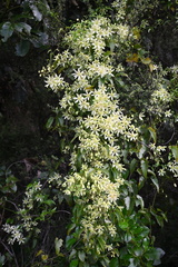 Clematis forsteri