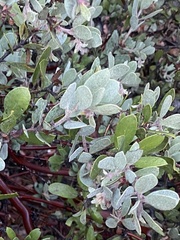 Arctostaphylos silvicola