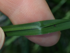 Carex longebrachiata