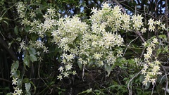 Clematis forsteri