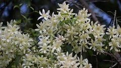 Clematis forsteri