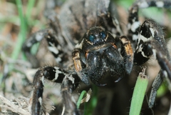 Lycosa tarantula