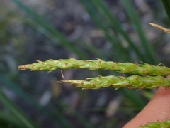 Carex longebrachiata