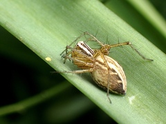 Oxyopes gracilipes