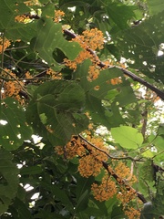 Urera caracasana