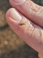 Aedes vittiger