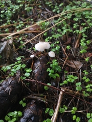 Strobilurus trullisatus