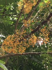 Urera caracasana