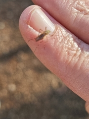 Aedes vittiger