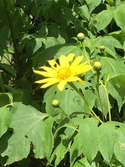 Tithonia