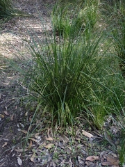 Carex longebrachiata