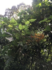 Urera caracasana