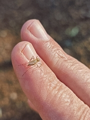 Aedes vittiger