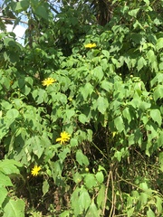 Tithonia