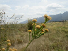 Leucadendron corymbosum
