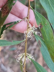 Hakea florulenta