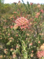 Leucospermum calligerum