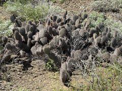 Opuntia pycnantha