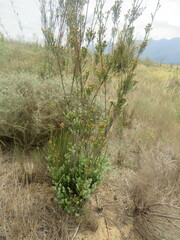 Leucadendron corymbosum