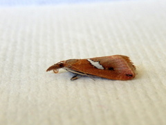 Canuza