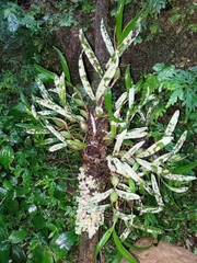 Pholidota cantonensis