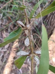 Hakea florulenta
