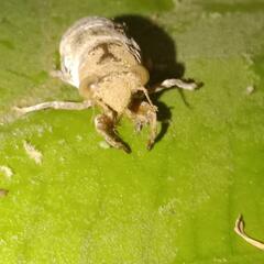 Cicadoidea