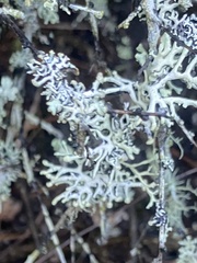 Hypogymnia