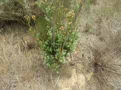 Leucadendron corymbosum