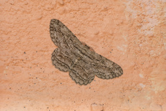 Hypomecis transcissa