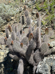 Opuntia pycnantha