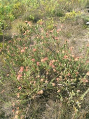 Leucospermum calligerum