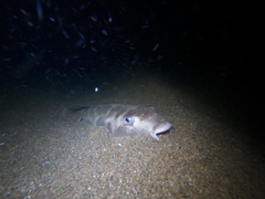 Sphoeroides annulatus