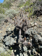 Opuntia pycnantha