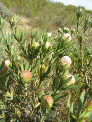 Leucadendron lanigerum laevigatum
