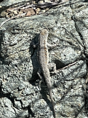 Urosaurus nigricauda