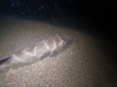 Sphoeroides annulatus