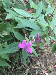 Cleome houtteana