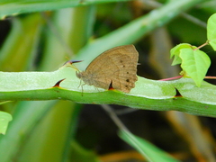 Pindis squamistriga
