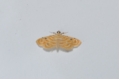 Notarcha aurolinealis