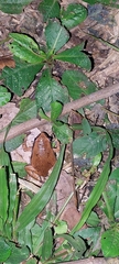 Hamptophryne boliviana