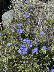 Jacquemontia abutiloides